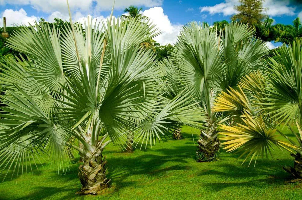 Mexican Fan Palm Tree Seeds 15 Pack Washingtonia Robusta Premium Quality