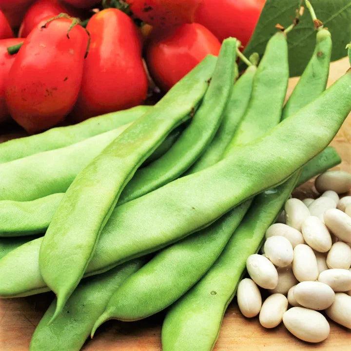 Roma II Romano Bean Seeds - Bush Variety, Italian White Bean, Non-GMO, Perfect for 2025 Planting