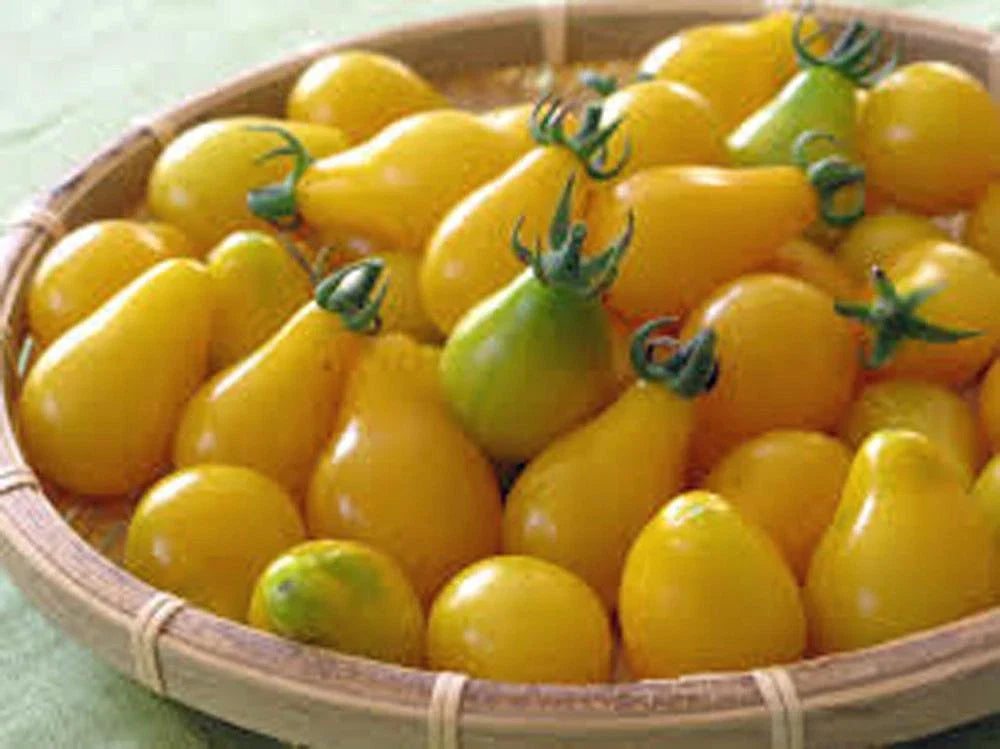 Yellow Pear Tomato Seeds - Heirloom, Non-GMO, 500+ Seeds, Tasty (Solanum lycopersicum)