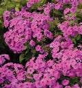Creeping Phlox Lavender Live Starter Plants Set of 2 - Phlox subulata