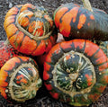 Turk's Turban Pumpkin Seeds - 10 Heirloom Organic Non-GMO Rare Seeds - Cucurbita maxima