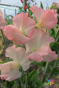 50 Sweet Pea Seeds, Gilly Norah Variety, Garden Planting, Lathyrus odoratus - USA, Free Shipping