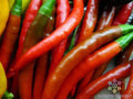 Kung Pao Hot Pepper Seeds - 25+ Pack for Garden Planting - Capsicum annuum - USA Grown, Free Shipping