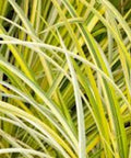 Golden Variegated Sweet Flag Plant - 1 Bare Root - Acorus gramineus 'Ogon' - Ornamental Grass for Garden Borders & Low Maintenance