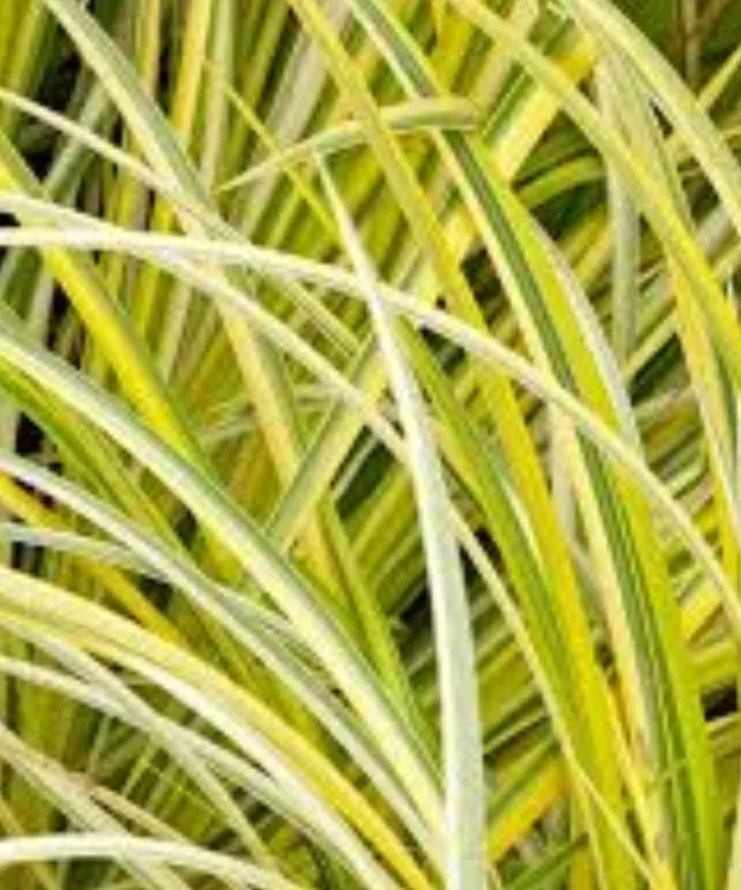 Golden Variegated Sweet Flag Plant - 1 Bare Root - Acorus gramineus 'Ogon' - Ornamental Grass for Garden Borders & Low Maintenance