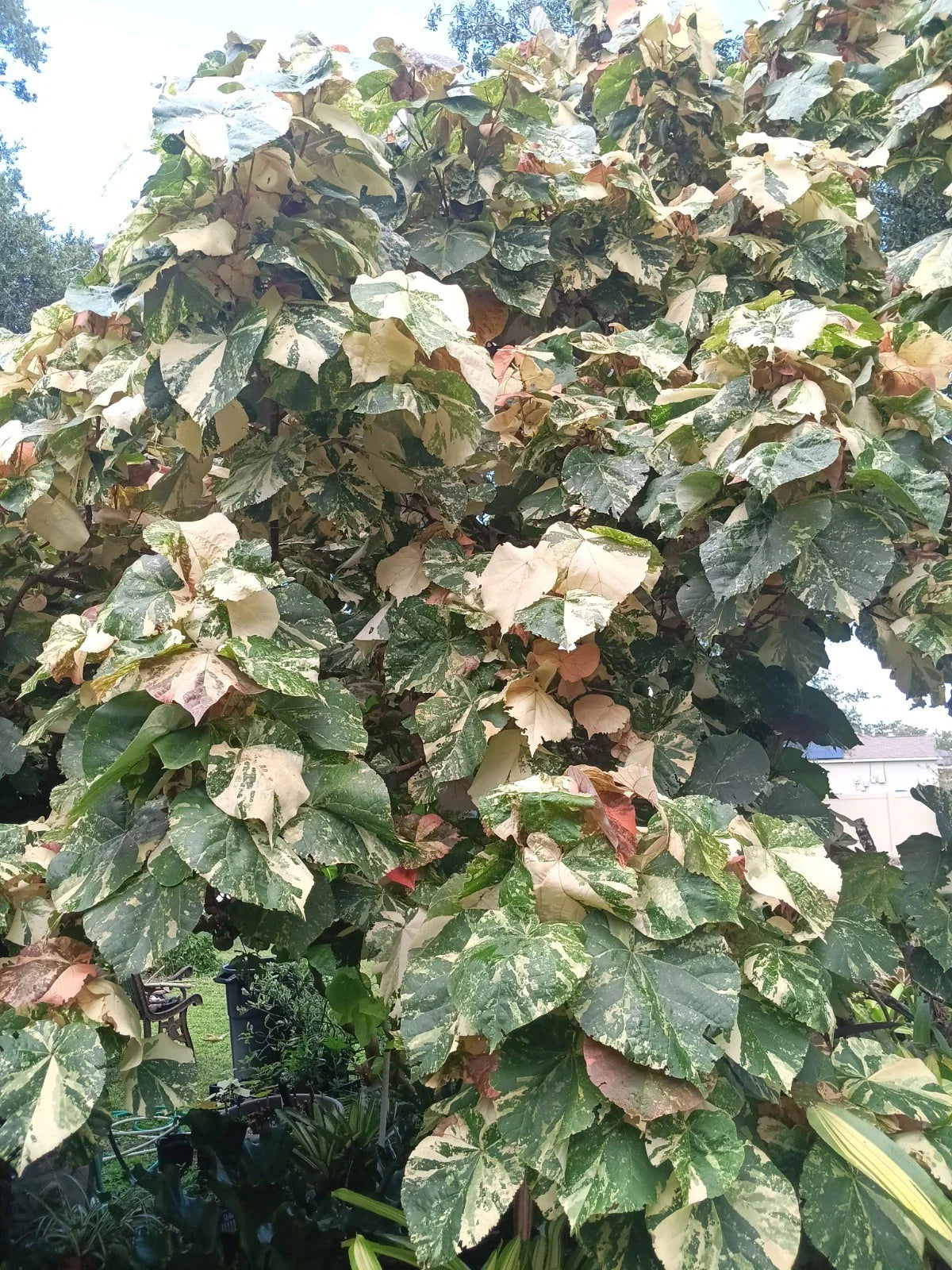 Variegated Mahoe Hibiscus Tree Plant - Rooted Cutting - Hibiscus rosa-sinensis