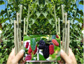 Dwarf Thai Mulberry Cuttings - 10 Organic Fresh Rooting or Grafting Cuttings - Morus alba var. Thai