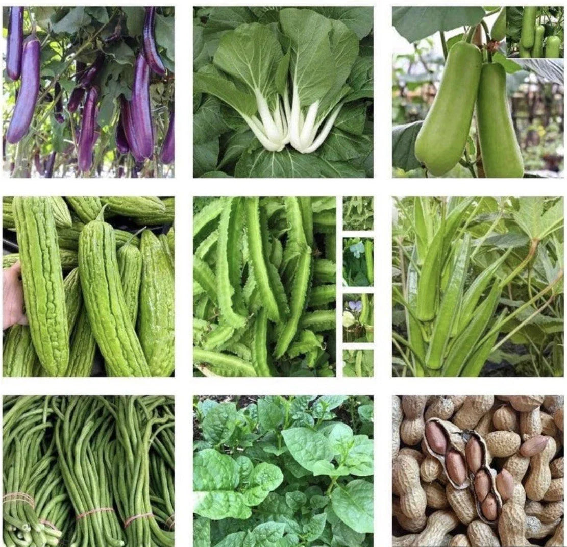 20 Packets Asian Vegetable Seeds for Planting - Heirloom Non-GMO Variety - Great Starter Set for Home Garden