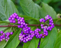 American Beauty Berry Seeds - 50 Non-GMO Seeds - Callicarpa Americana - Native Berry Plant