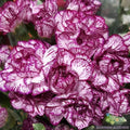 Purple Pixie Carnation Seeds - 200+ Count - Garden Planting - Dianthus chinensis - USA - FREE SHIPPING