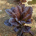 Red Romaine Lettuce Seeds - Heirloom Organic Non-GMO - 1000+ Fresh Seeds (Lactuca sativa)