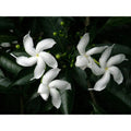 Pinwheel Crape Jasmine Starter Plant – Small Rooted Tabernaemontana divaricata – Fragrant White Flowers