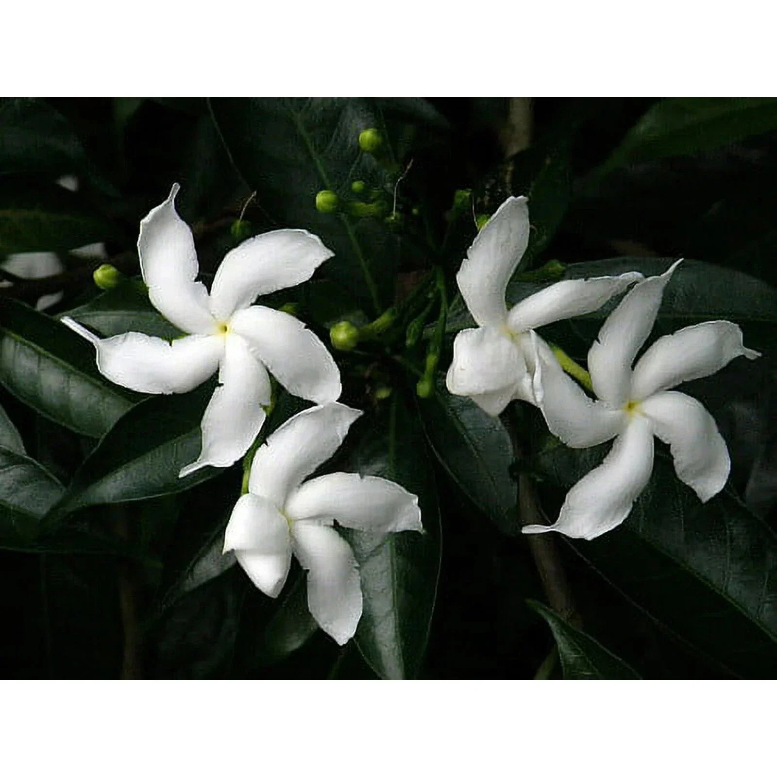 Pinwheel Crape Jasmine Starter Plant – Small Rooted Tabernaemontana divaricata – Fragrant White Flowers