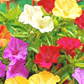 Four O'Clock Mix Wildflower Seeds for Pollinators, Fragrant Night Blooms, Perennial, 40+ Seeds, Mirabilis jalapa