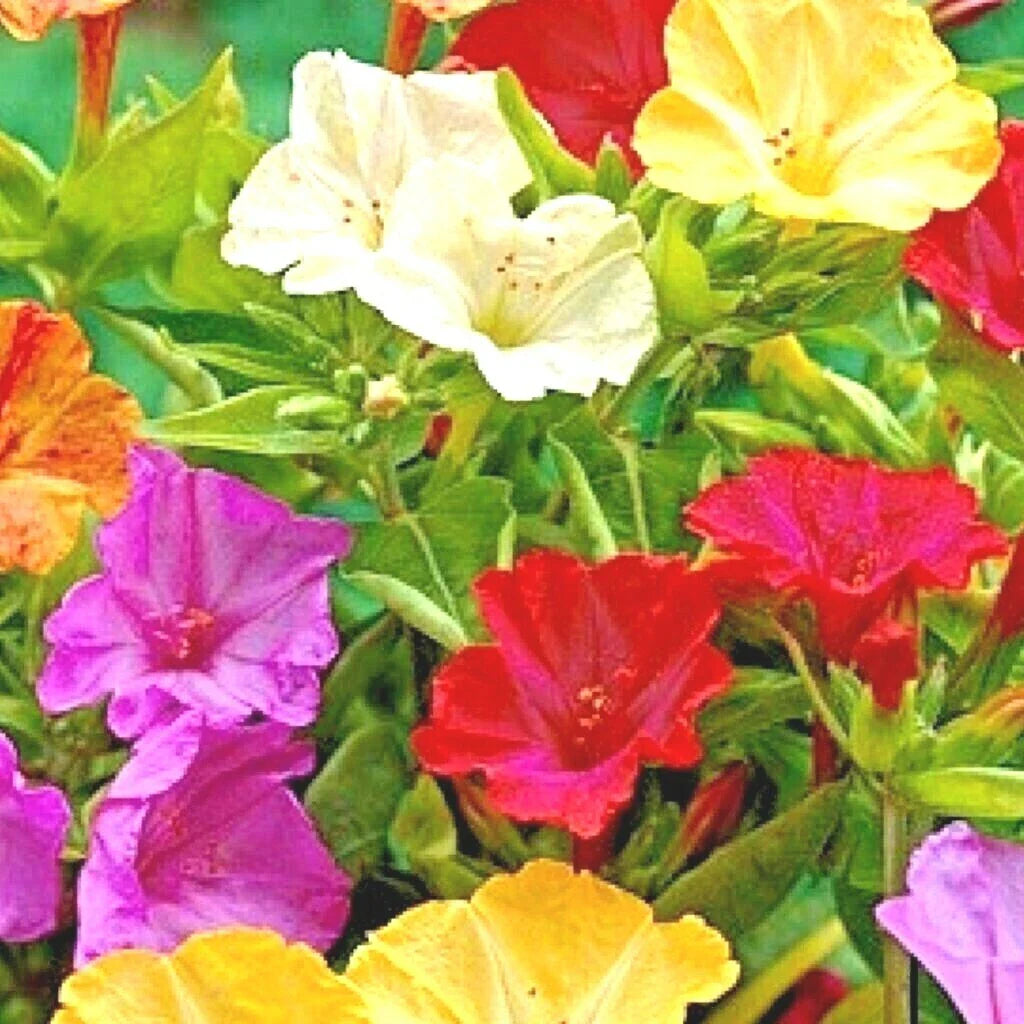 Four O'Clock Mix Wildflower Seeds for Pollinators, Fragrant Night Blooms, Perennial, 40+ Seeds, Mirabilis jalapa