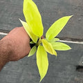 Golden Crocodile Philodendron Starter Plant | Rare Aroid | Rooted Plant in Plug | Philodendron 'Golden Crocodile'