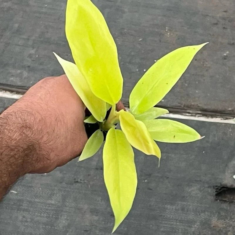 Golden Crocodile Philodendron Starter Plant | Rare Aroid | Rooted Plant in Plug | Philodendron 'Golden Crocodile'