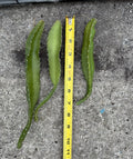 Yellow Dragonfruit Cuttings - 3 Pack - Minimum 6" - Hylocereus megalanthus - Edible Cactus Cuttings