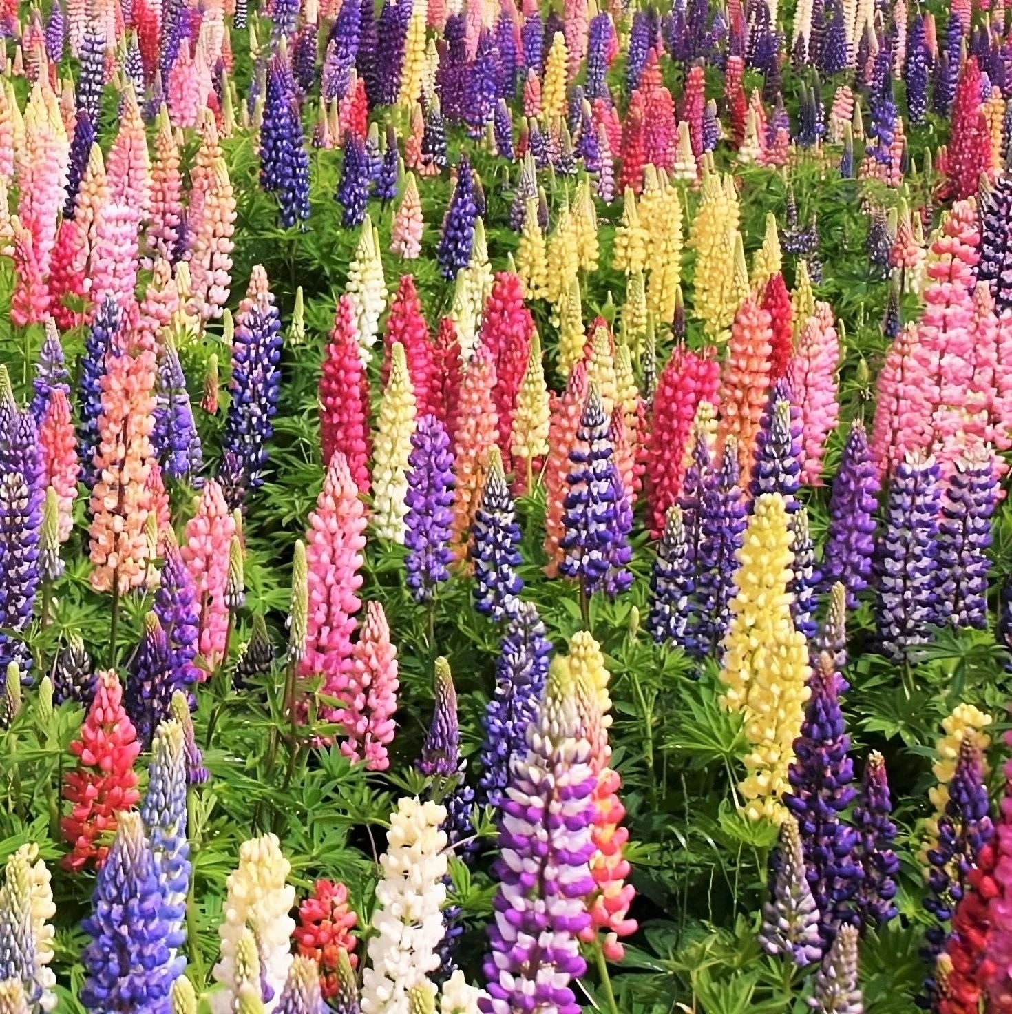 Lupine Seeds - Russell Mix - Rainbow Colors - Large Leaf - Lupinus Polyphyllus - For 2025 Planting