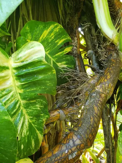 Giant Fenestrated Golden Queen Hawaiian Pothos Aerial Roots Node Segment - Epipremnum aureum
