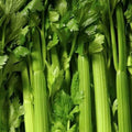 Tendercrisp Celery Seeds 1000+ | Vegetable Garden Variety for Soups, Stews, Snacks | Apium graveolens