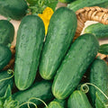 Cucumber Seeds 50+ Count Homemade Pickles Pickling Variety Cucumis sativus