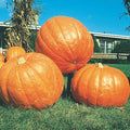 Big Max Pumpkin Seeds | Heirloom | Non-GMO | 100+ LBS | Cucurbita maxima