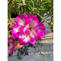 Pinky Snow Cuttings, 4" Stem, Portulaca grandiflora, Succulent Ground Cover, Drought-Tolerant, Flowering Plant