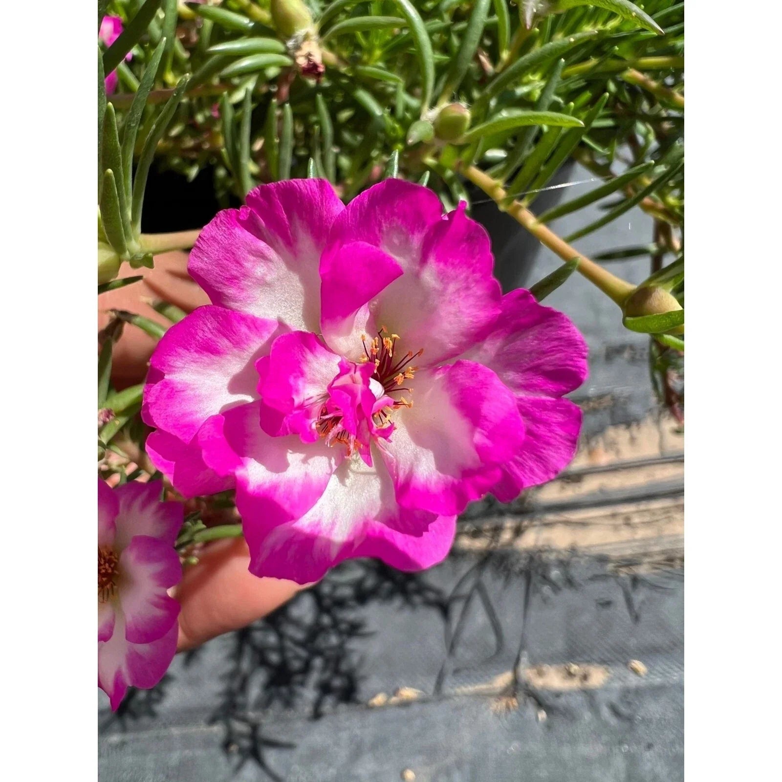 Pinky Snow Cuttings, 4" Stem, Portulaca grandiflora, Succulent Ground Cover, Drought-Tolerant, Flowering Plant