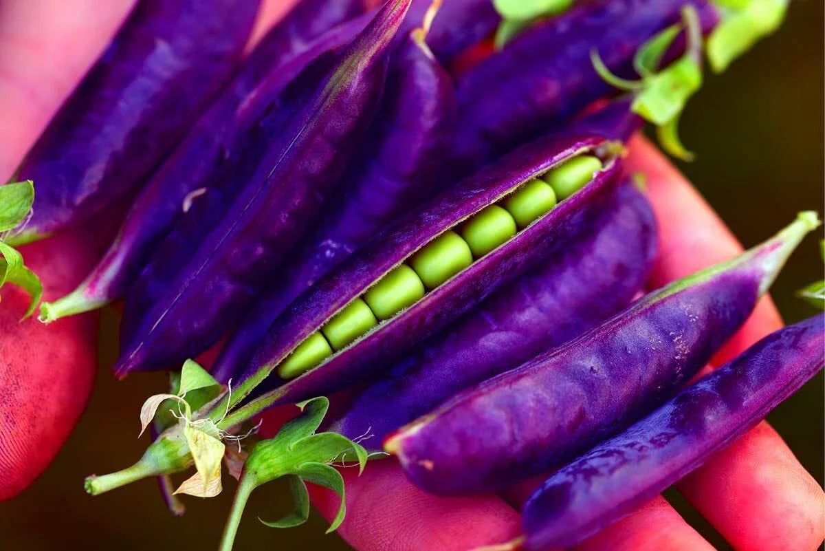 Purple Pod Pea Seeds - 15 Rare Heirloom Non-GMO Seeds for Planting - Early Variety (Pisum sativum)