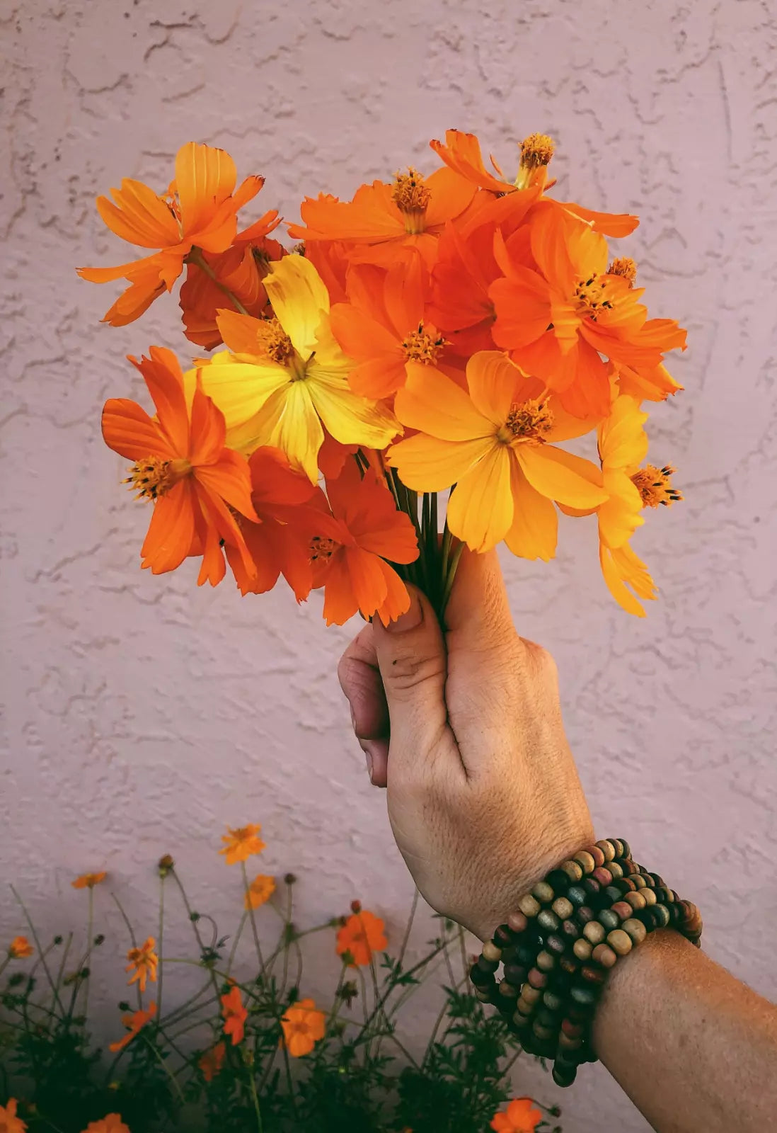 Sulphur Cosmos Seeds - 100+ Non-GMO Bright Lights for Hummingbirds & Butterflies - Flower Seeds