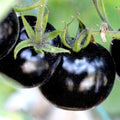 European Black Cherry Tomato Seeds - 100+ Heirloom Non-GMO Sweet Variety - Rare Heirloom Seeds