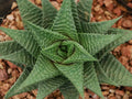 Gasteria Limifolia Plant - 4" Diameter Pot - Fairy Washboard Succulent - Indoor Houseplant