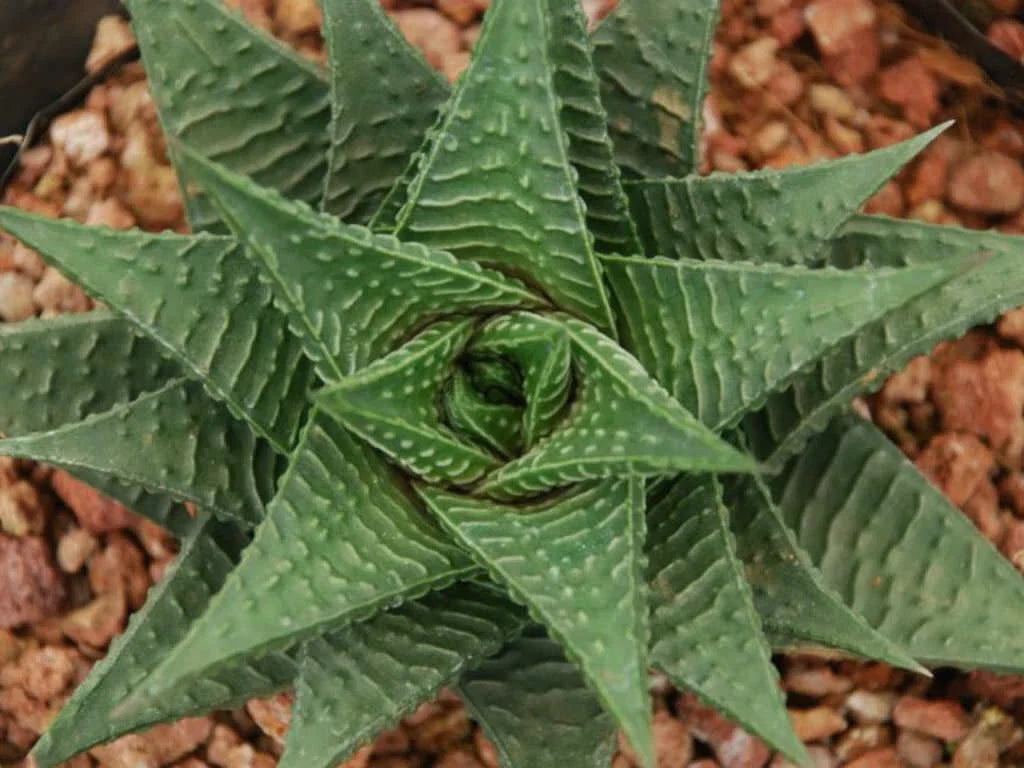 Gasteria Limifolia Plant - 4" Diameter Pot - Fairy Washboard Succulent - Indoor Houseplant