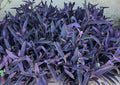10 Purple Heart Wandering Jew Cuttings 4"-6" Tradescantia Pallida Purpurea Live Plants - No Roots, No Soil, No Pots
