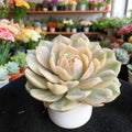 Echeveria Onslow Variegated Succulent Plant - 3 Inch Bare Root Easy Care - Echeveria Onslow Variegated - Rare Live Succulent