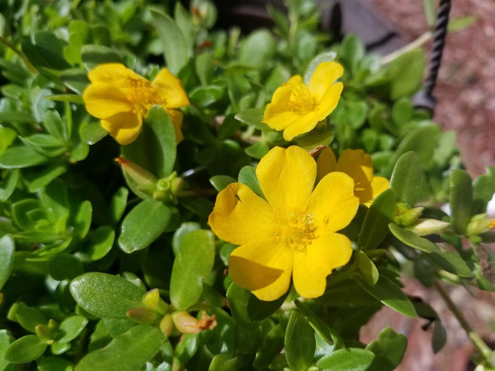 Yellow Single Flower Purslane Cuttings - Bright Purple Flowers - Portulaca oleracea