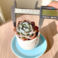 Rare Succulent 2.2" Bare Root Easy Care Indoor Plant, Ideal for Home Decor, Perfect for Plant Lovers