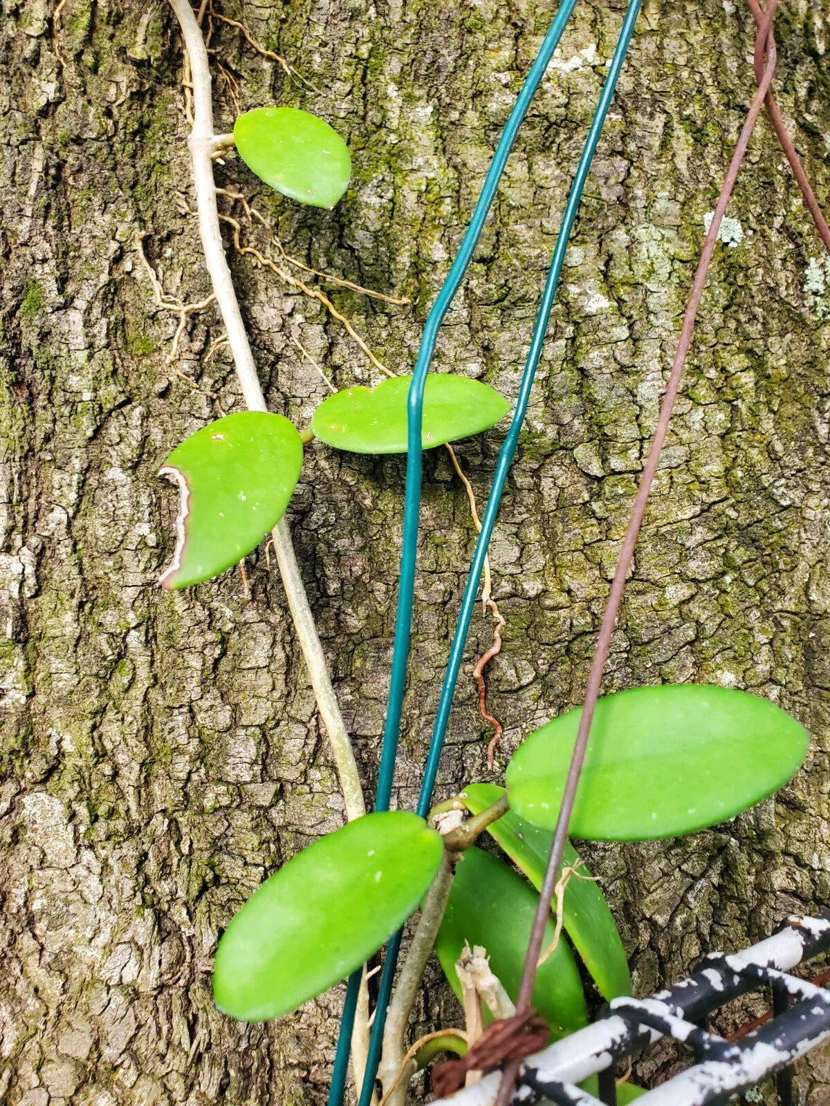 Hoya Diversifolia ssp Crassipes Cutting - Two Node - Tropical Houseplant for Propagation