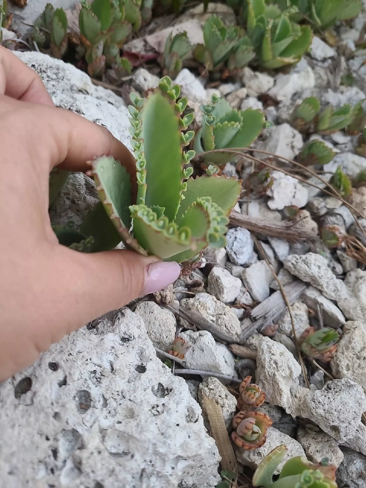Mother of Thousands Kalanchoe Succulent Plant 2" x 3" Mexican Hat Daigremontiana