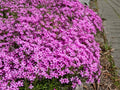 Peacock Cherry Red Phlox Seeds - 100+ Pack for Garden Planting - Phlox paniculata - USA