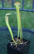 Sarracenia Seedling - Oreo x Alata x Adrian S Select - Carnivorous Pitcher Plant - Unique Hybrid
