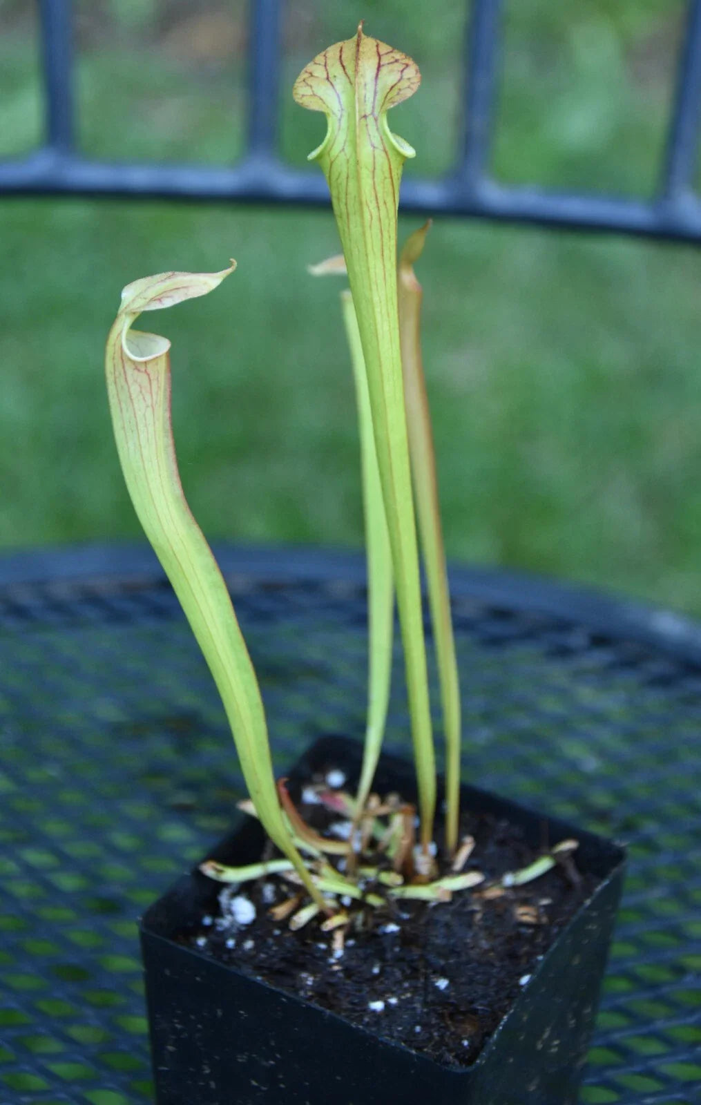 Sarracenia Seedling - Oreo x Alata x Adrian S Select - Carnivorous Pitcher Plant - Unique Hybrid