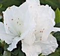 Rhododendron Azalea Snow White 6" Live Plant Bush Shrub Evergreen Blooms