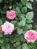 Queen of Elegance Rose Cuttings - 10 Inch, Pink Variety, Rosa 'Queen of Elegance' (4 Pack)