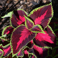 Coleus Seeds 300 Count Mixed Rainbow Perennial - Colorful Foliage Plants for Gardens (Solenostemon scutellarioides)