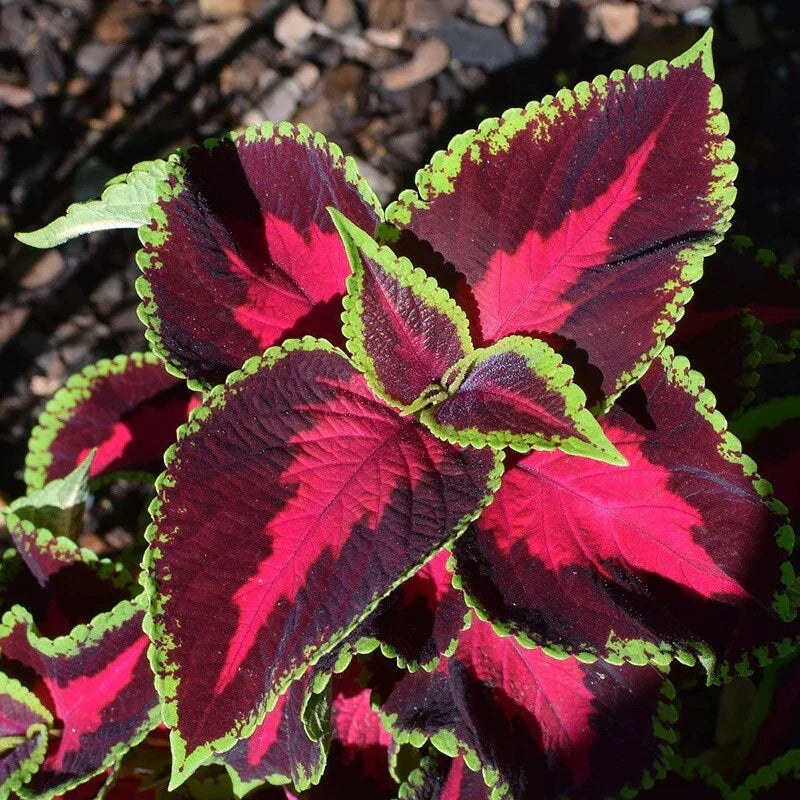 Coleus Seeds 300 Count Mixed Rainbow Perennial - Colorful Foliage Plants for Gardens (Solenostemon scutellarioides)