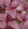 Red Garnet Amaranth Seeds 2000+ Non-GMO Annual Herb for Microgreens - Amaranthus cruentus