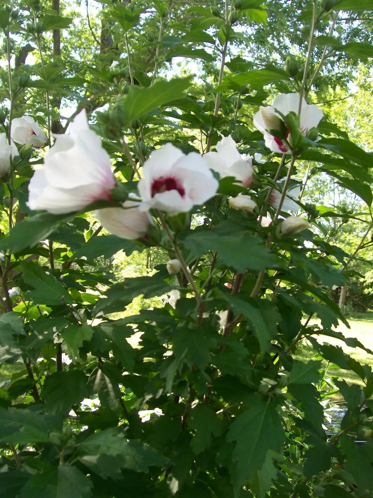 Rose of Sharon Plants Set of 4, 12-24 Inches, Mixed Colors, Hibiscus syriacus, 2-3 Year Olds, Hardy Zones 5-9