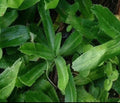 Culantro Seeds 200+ Seeds Mexican Coriander Vietnamese Ngo Gai Eryngium foetidum